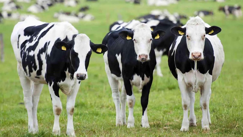 Mơ thấy bò sữa có ý nghĩa gì ?
