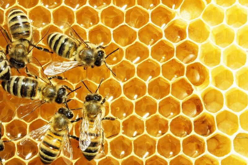 Mơ thấy ong có ý nghĩa gì?