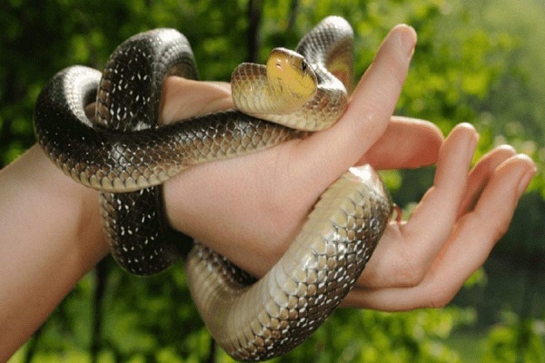Mơ thấy rắn cắn vào tay đánh con gì ?