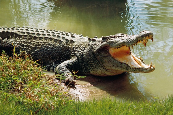 Nằm mơ thấy cá sấu đánh con số gì ?
